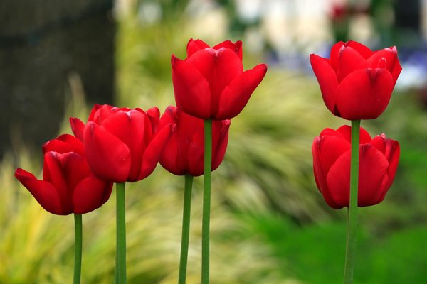 Moustiquaire de fenêtre sans perçage : installation simplifiée